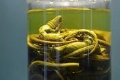 museum voor natuurwetenschappen brussel 11-2022 5520